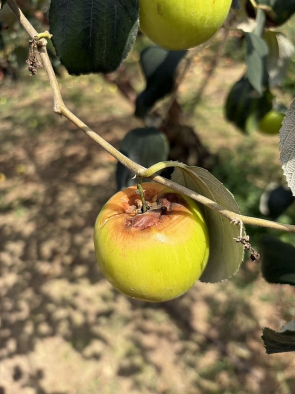 2026/03/18高市棗農因2-3月霪雨致災 損救助自即日起受理現金救助及低利貸款